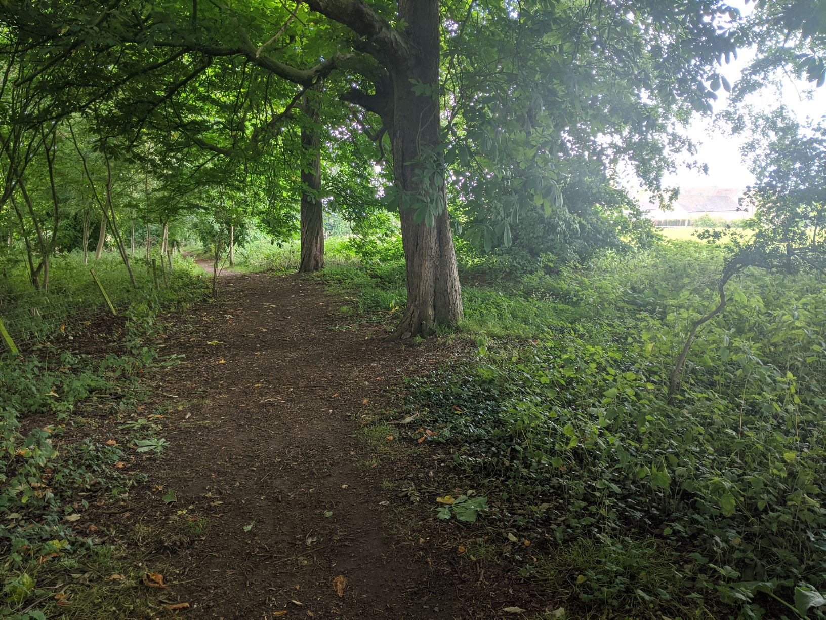 South Cheshire Way near Hall, June 15th